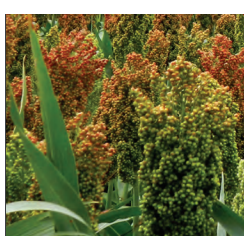 Sorgo ADV 2450 IG