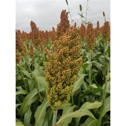 Sorgo ADV 1250 IG