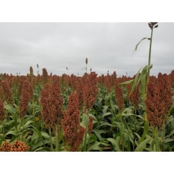 Sorgo ADV 1202 AX