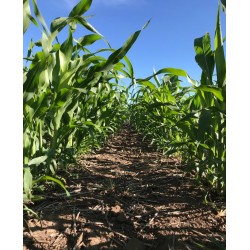 Sorgo SUGARGRAZE AR