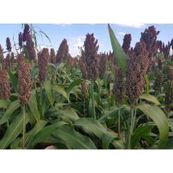 Sorgo ADV 2499