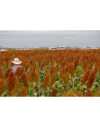 Sorgo